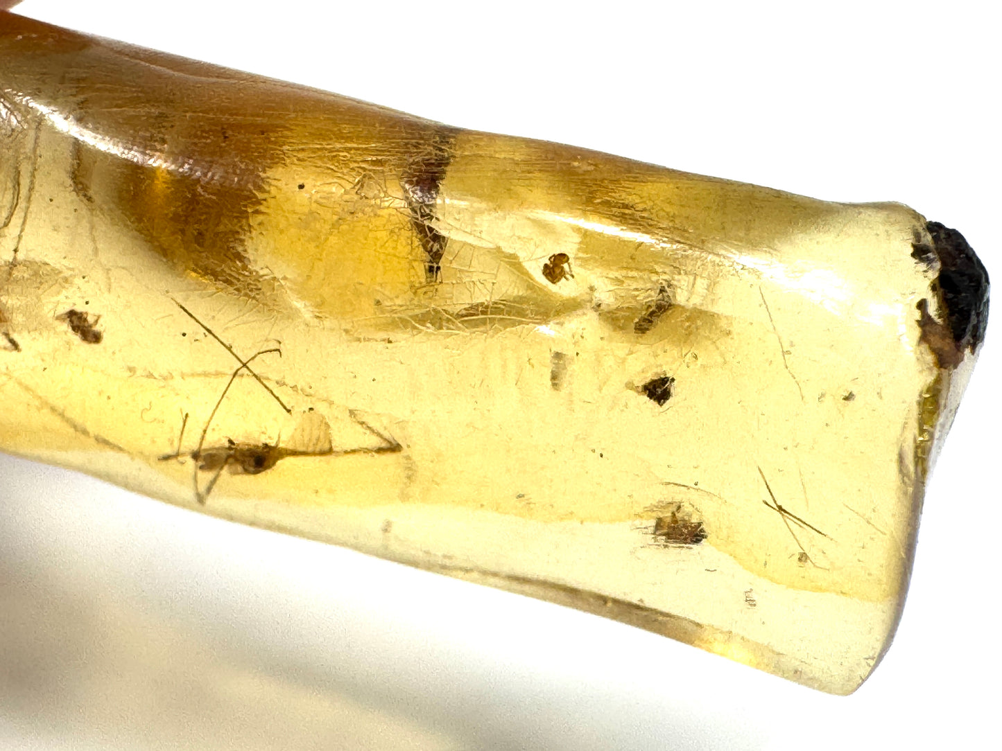 Copal With Insects 4.4cm