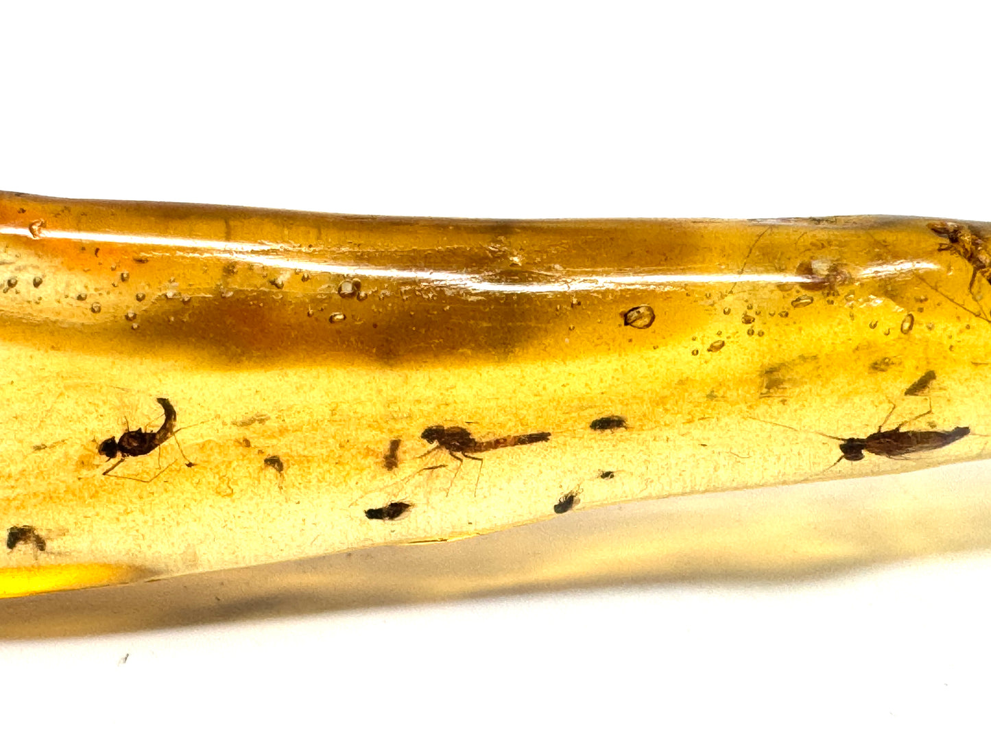 Copal With Insects 14.4cm