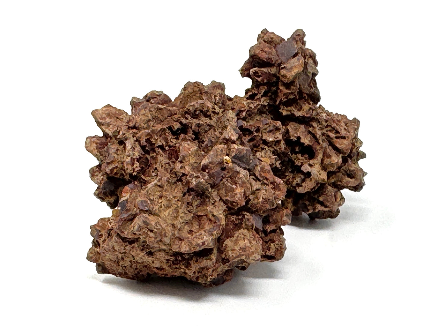 Coprolite Fossil 7.1cm