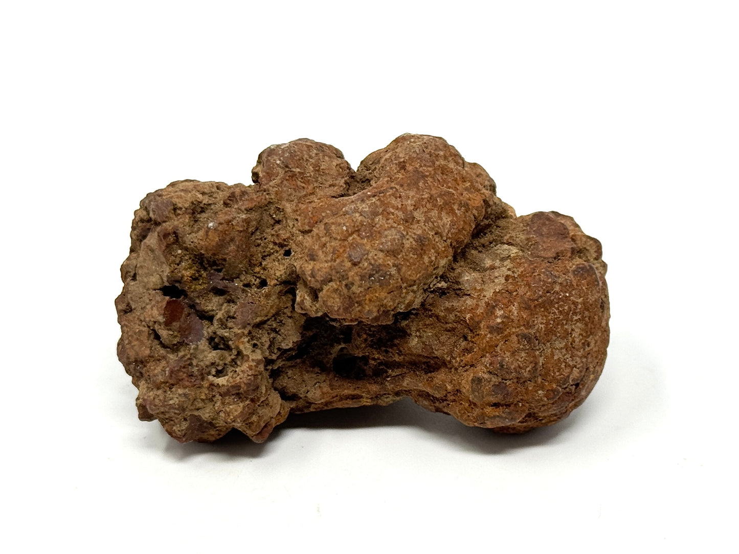 Coprolite Fossil 6.5cm