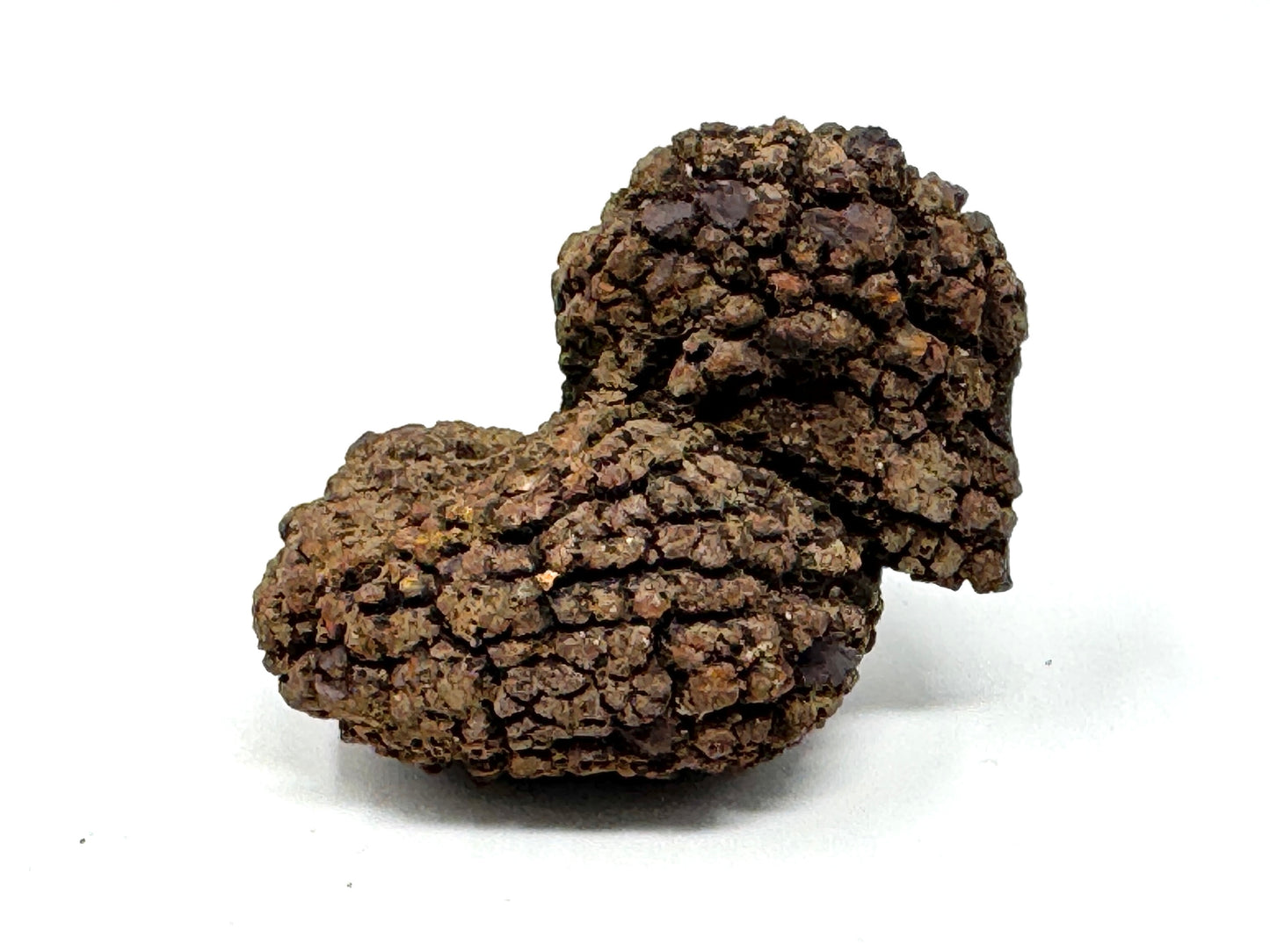 Coprolite Fossil 6.2cm