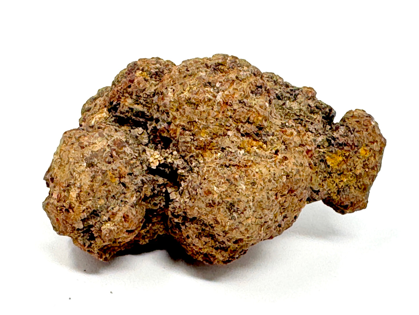 Coprolite Fossil 6.5cm