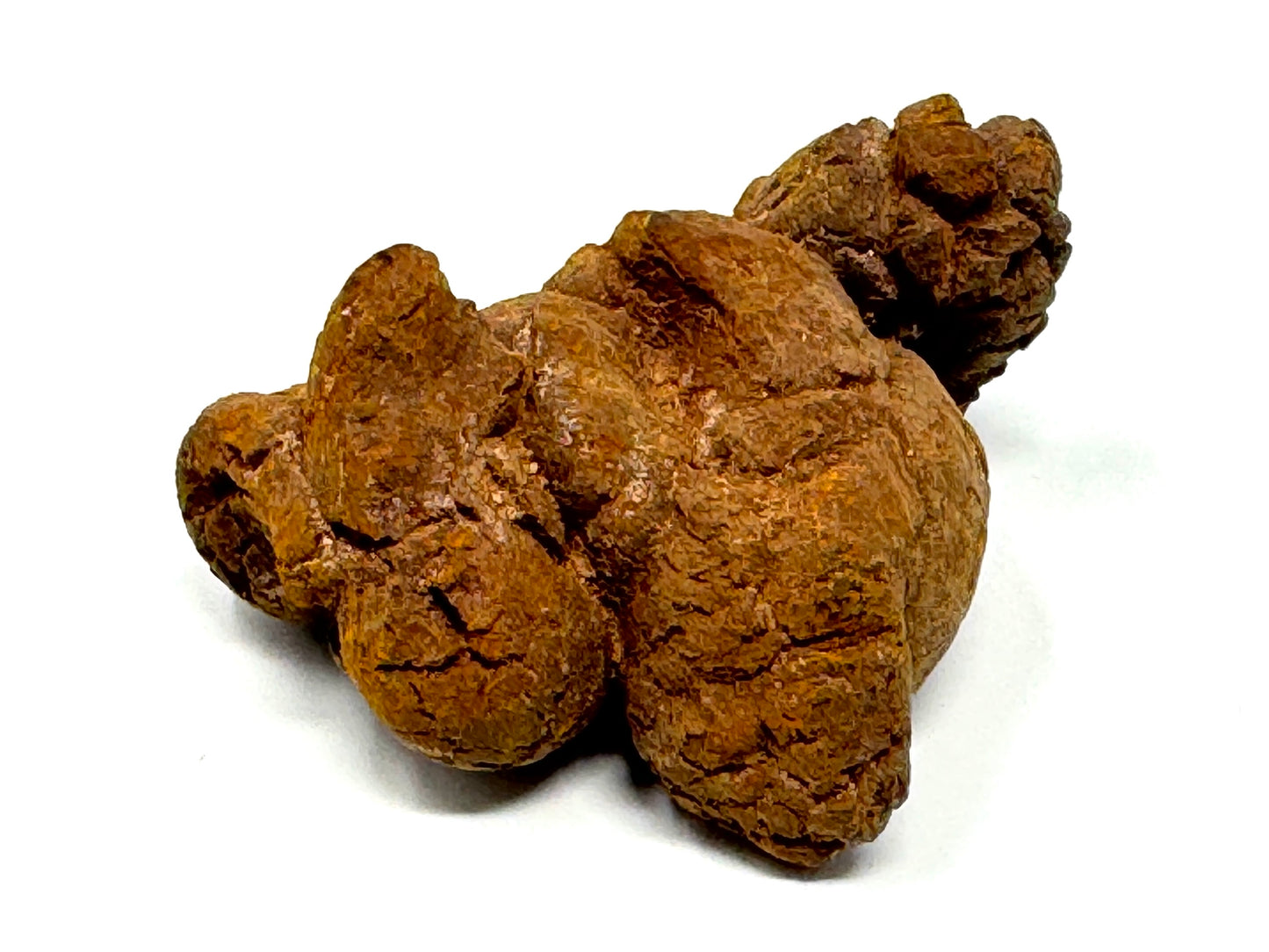 Coprolite Fossil 7cm