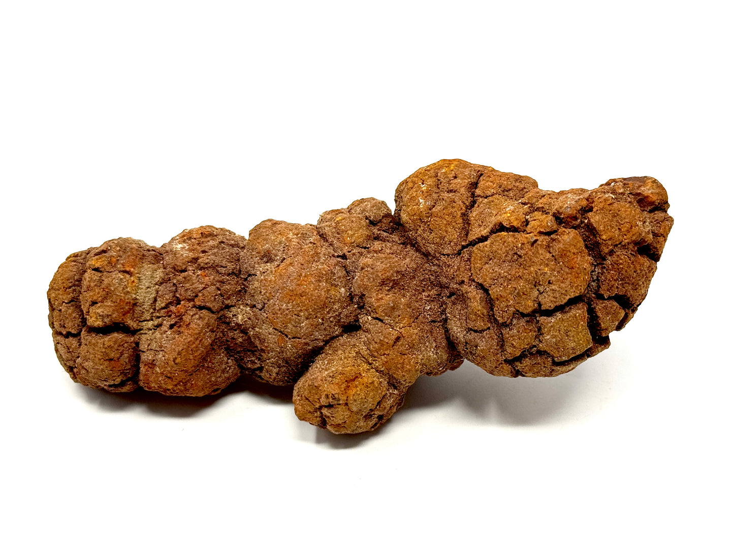 Coprolite Fossil 11.3cm