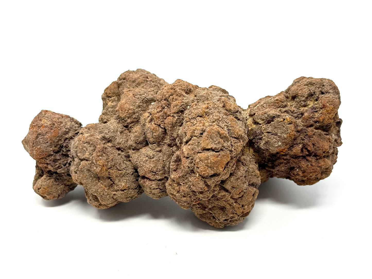 Coprolite Fossil 12cm
