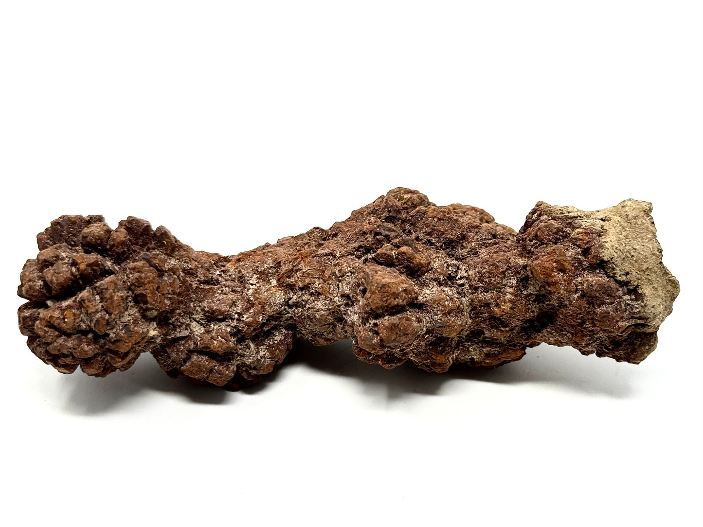 Coprolite Fossil 13.3cm