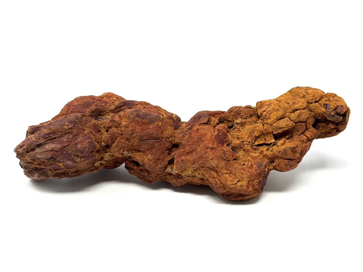 Coprolite Fossil 13cm