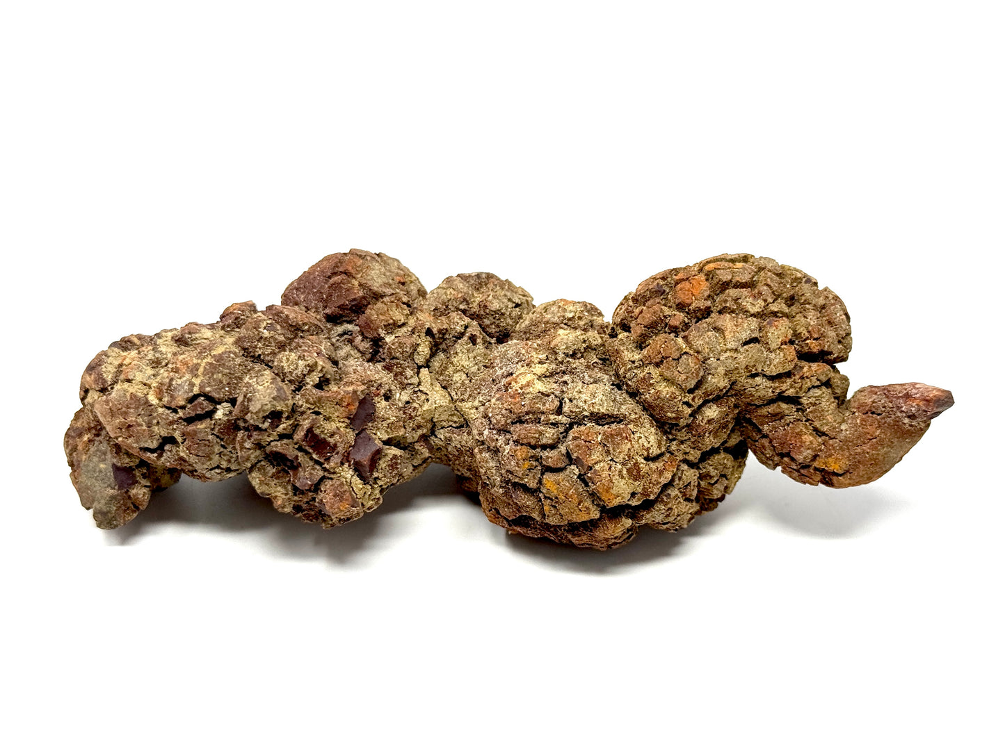 Coprolite Fossil 12.6cm
