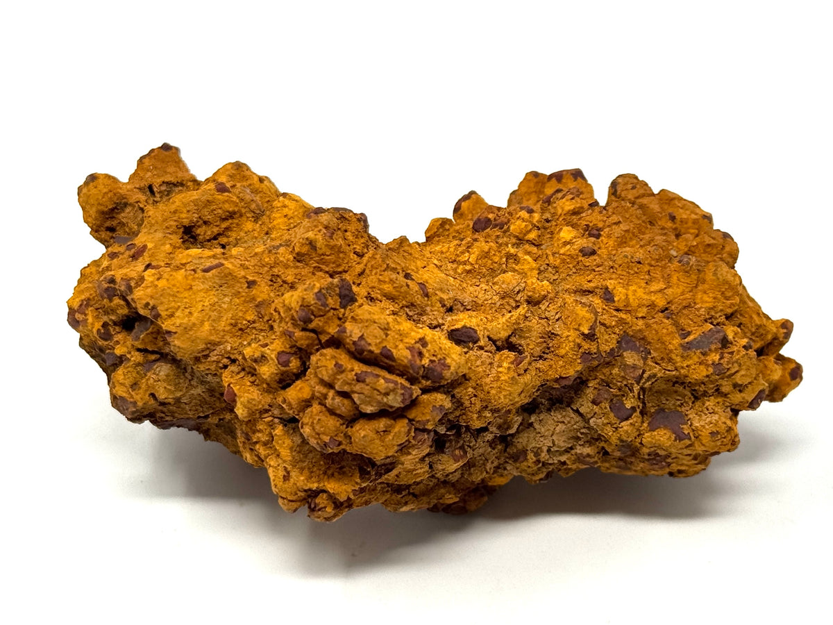 Coprolite Fossil 9.1cm