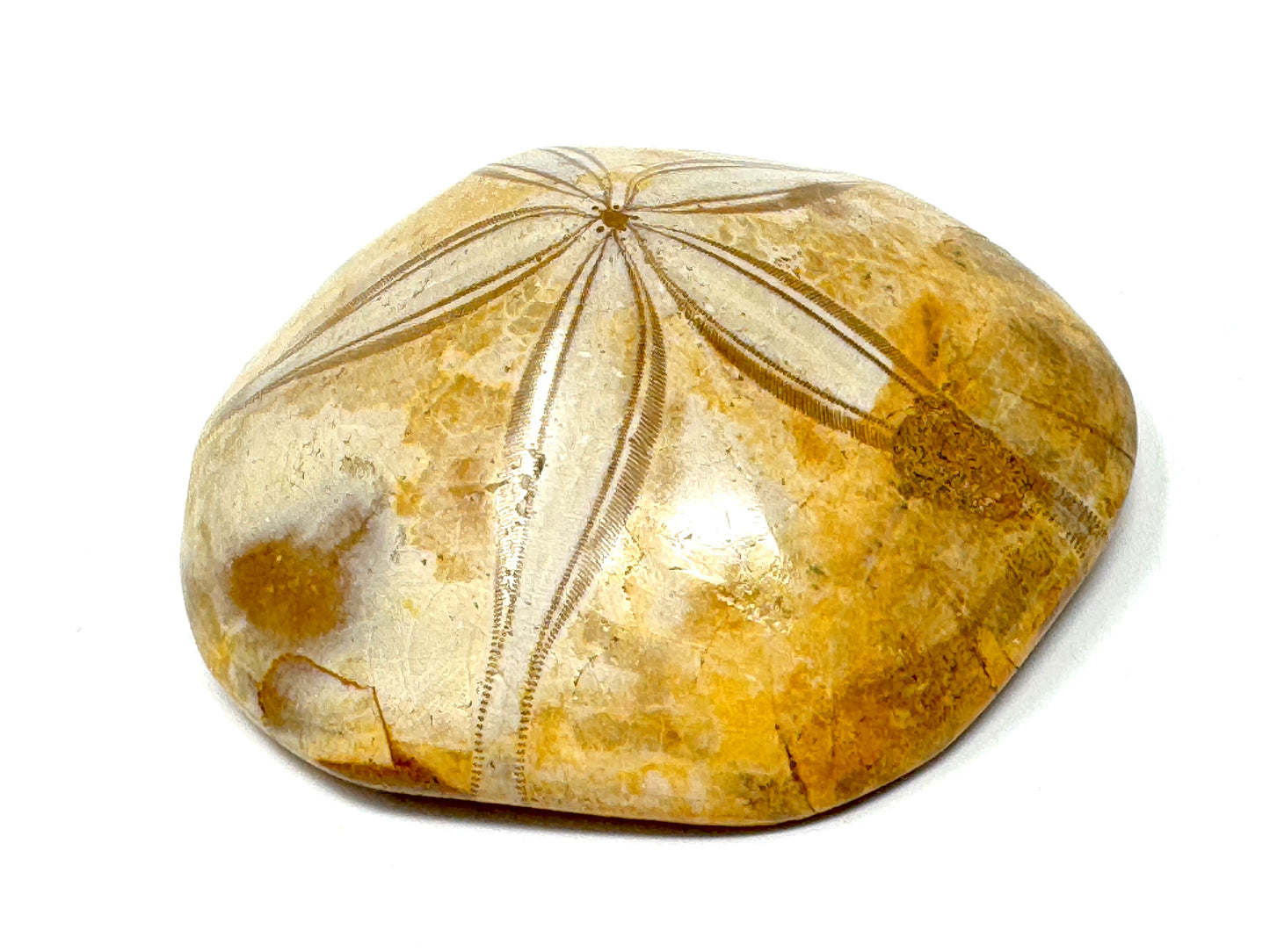 Polished Echinoid Fossil 8cm