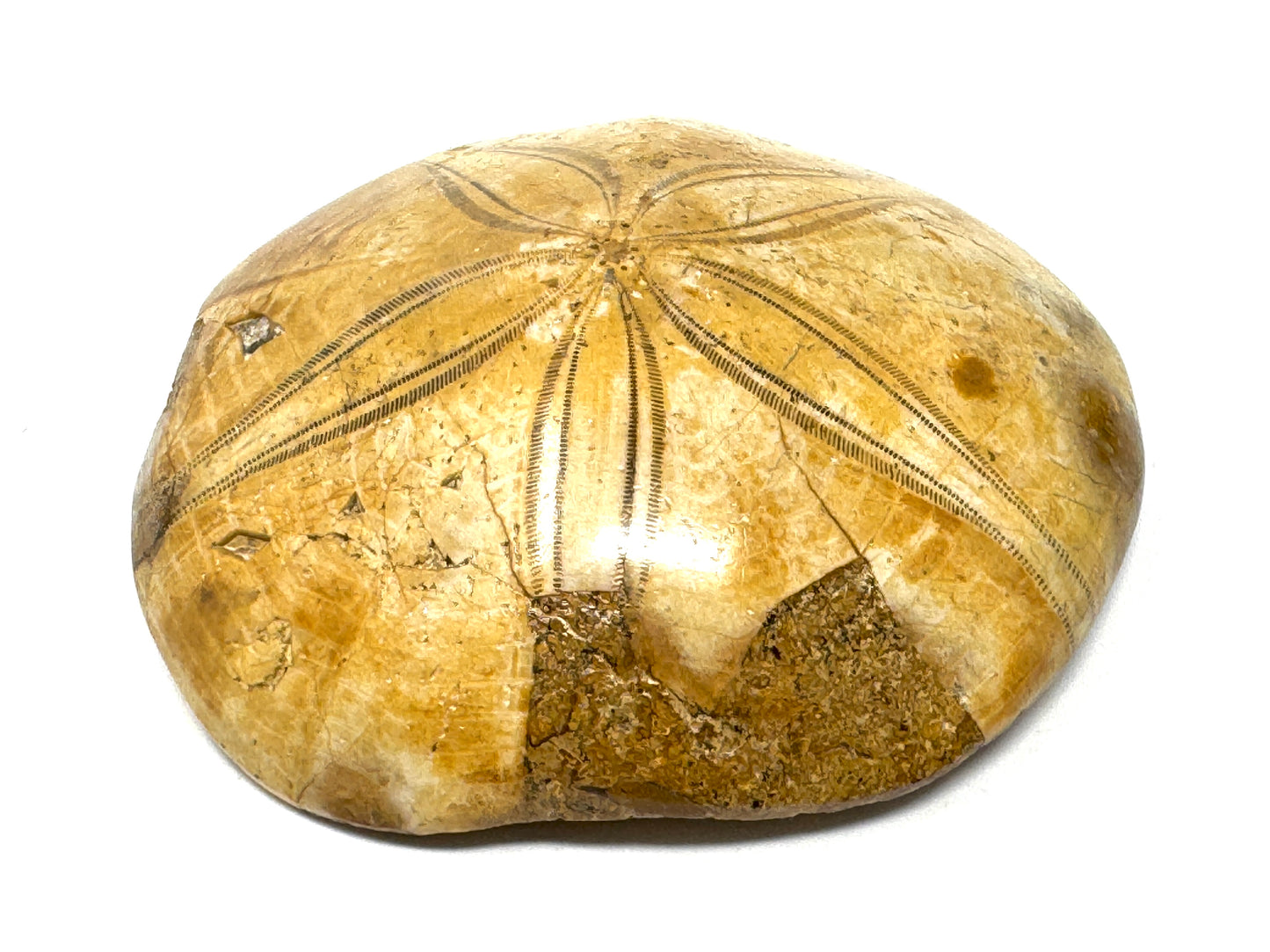 Polished Echinoid Fossil 7cm