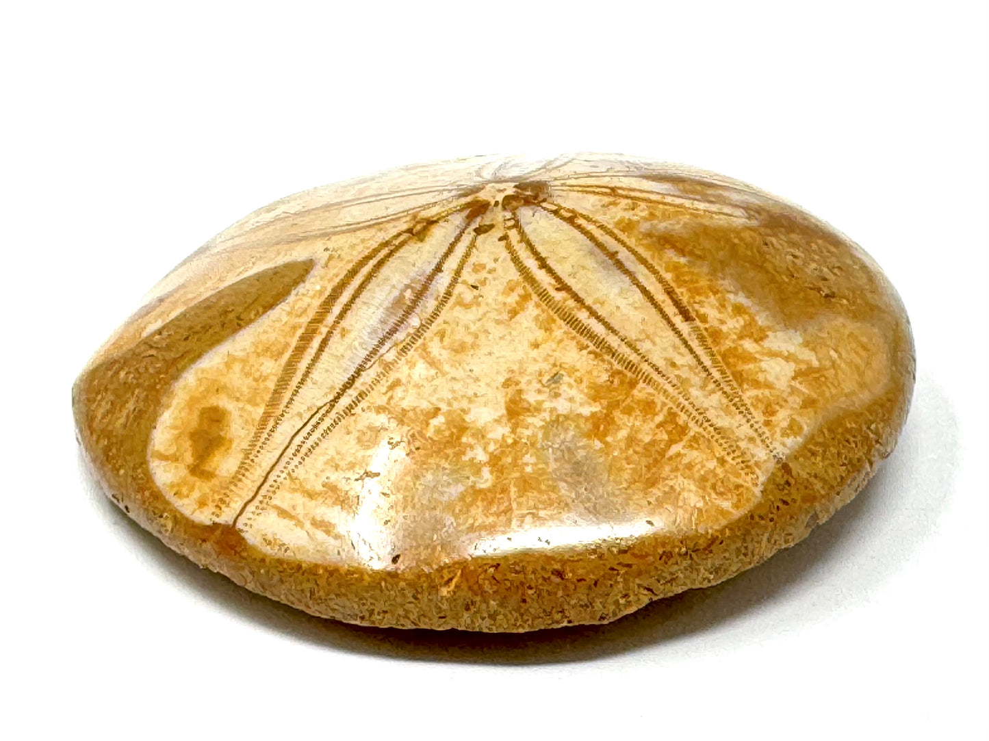 Polished Echinoid Fossil 6.7cm