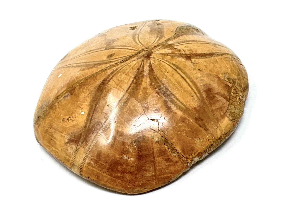 Polished Echinoid Fossil 7.9cm