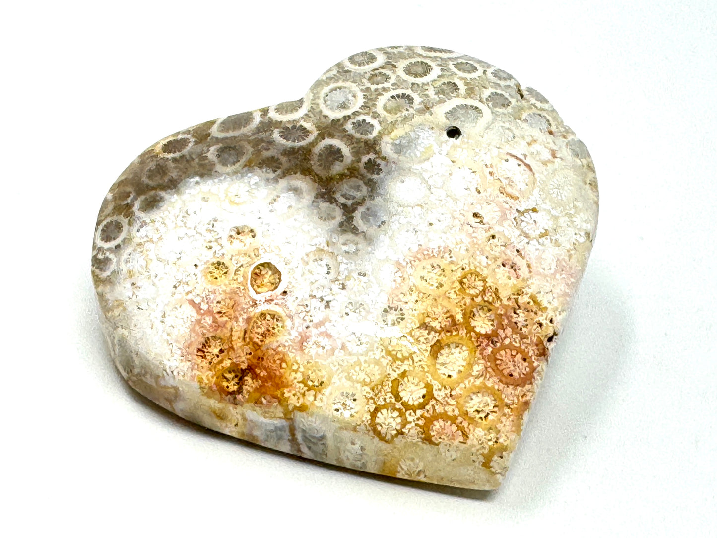 Fossil Coral Heart 6.2cm