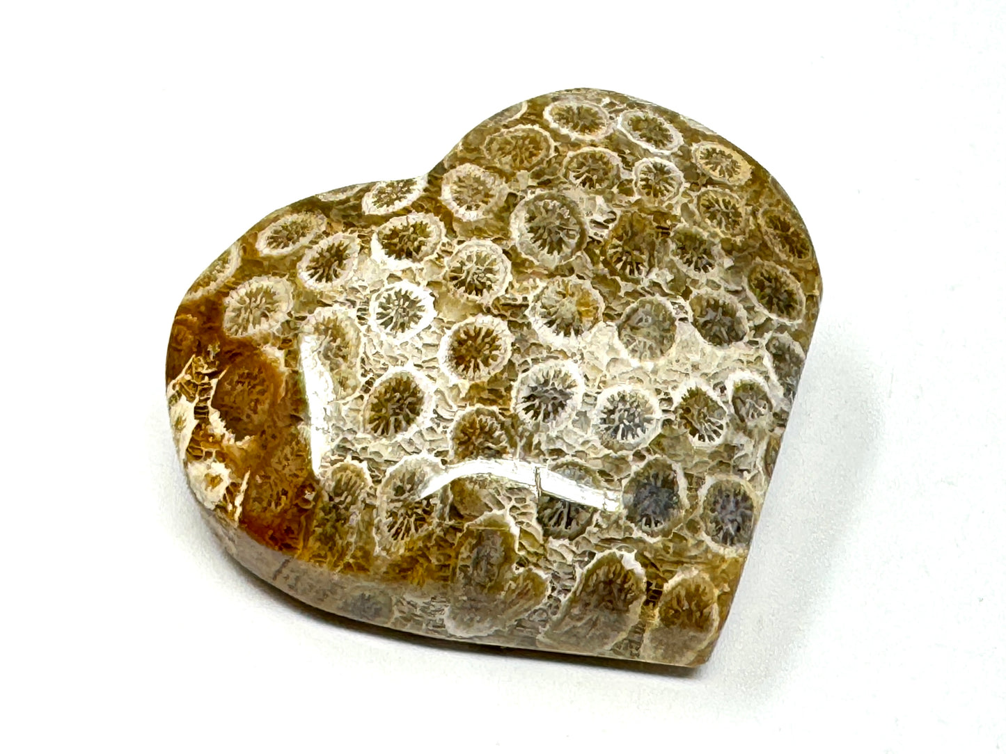 Fossil Coral Heart 4.6cm