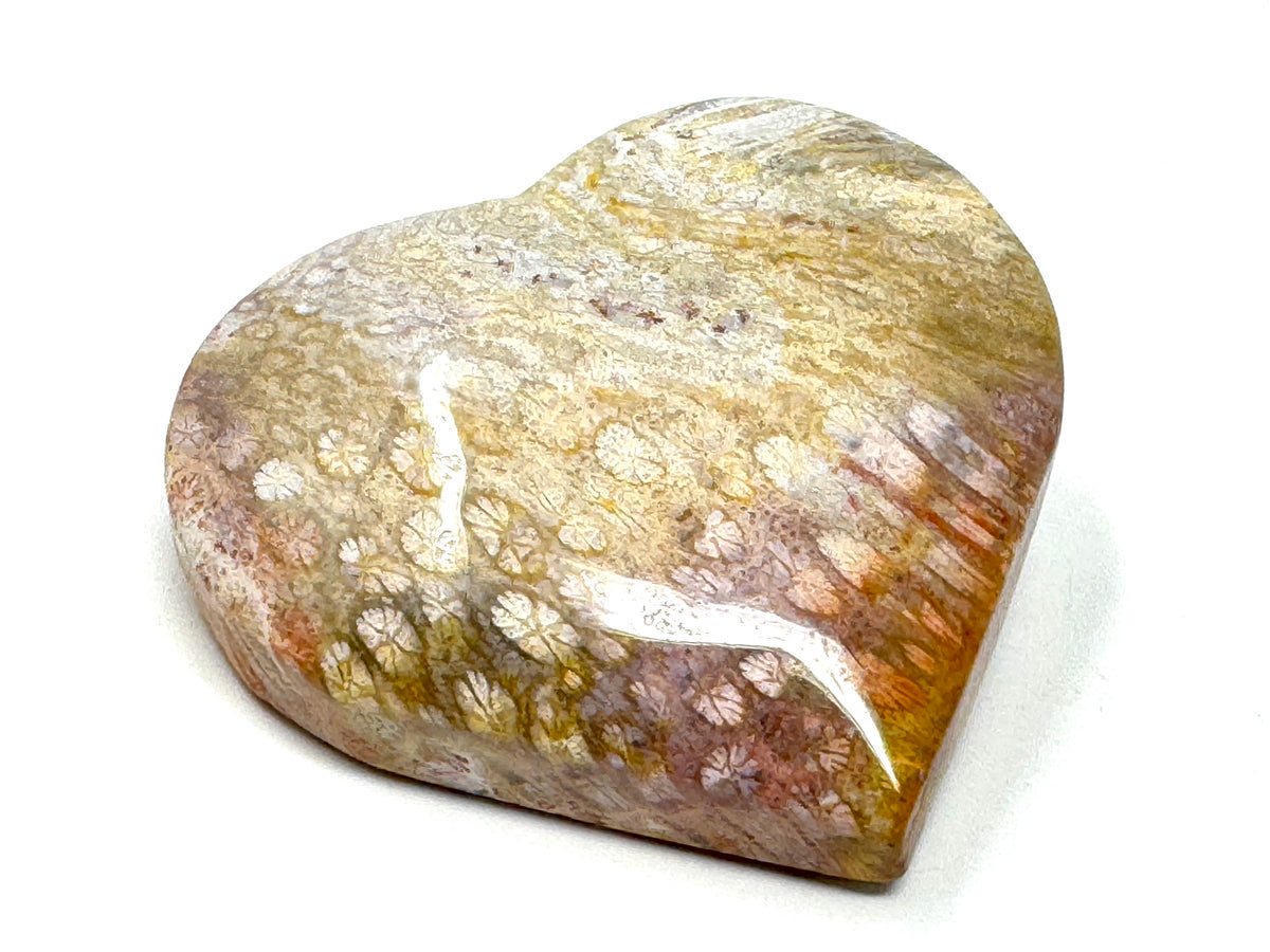 Fossil Coral Heart 5.8cm