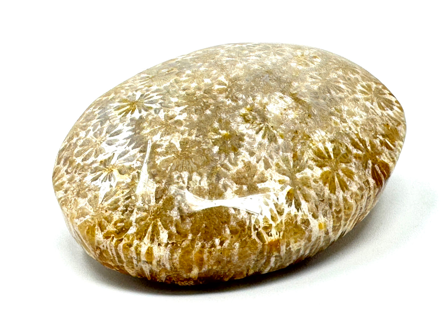 Fossil Coral Pebble 5.8cm
