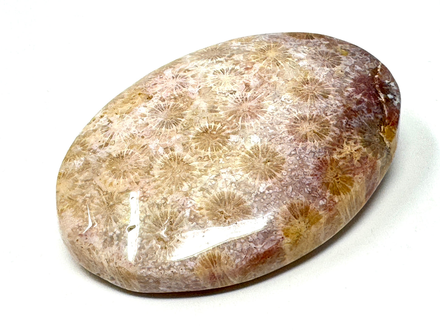 Fossil Coral Pebble 6.8cm