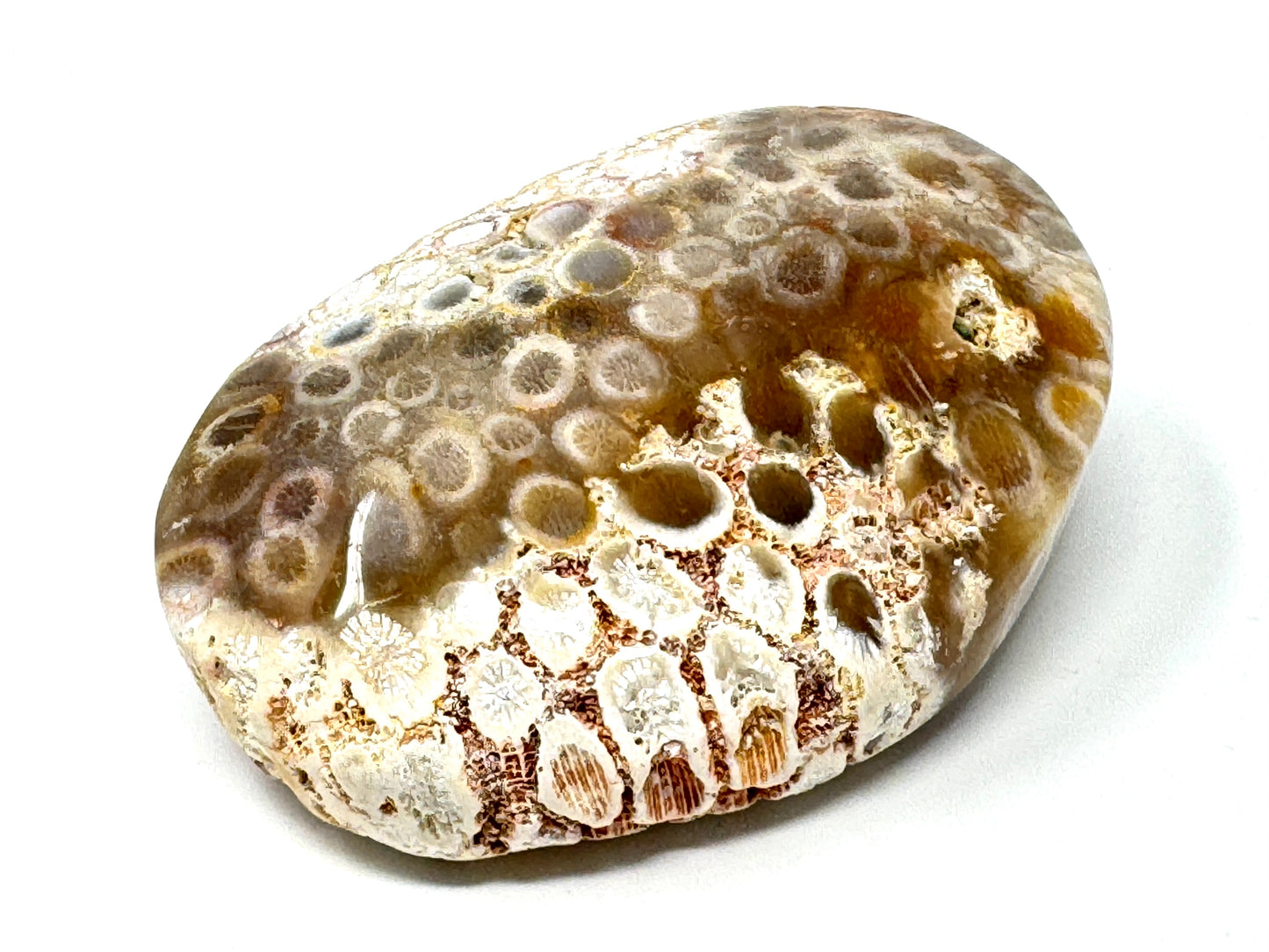 Fossil Coral Pebble 6.1cm