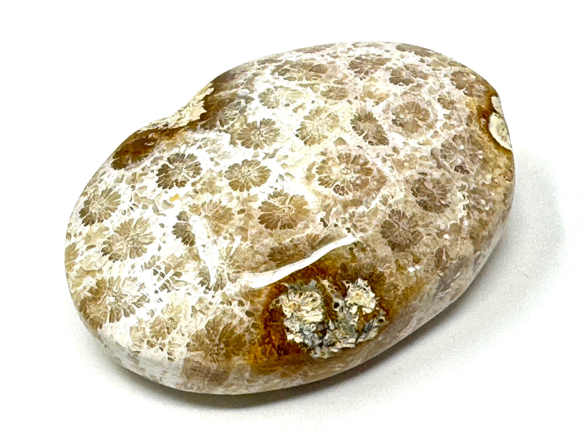 Fossil Coral Pebble 6.2cm