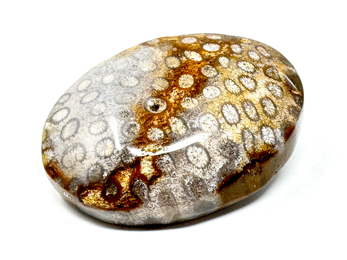 Fossil Coral Pebble 6.5cm