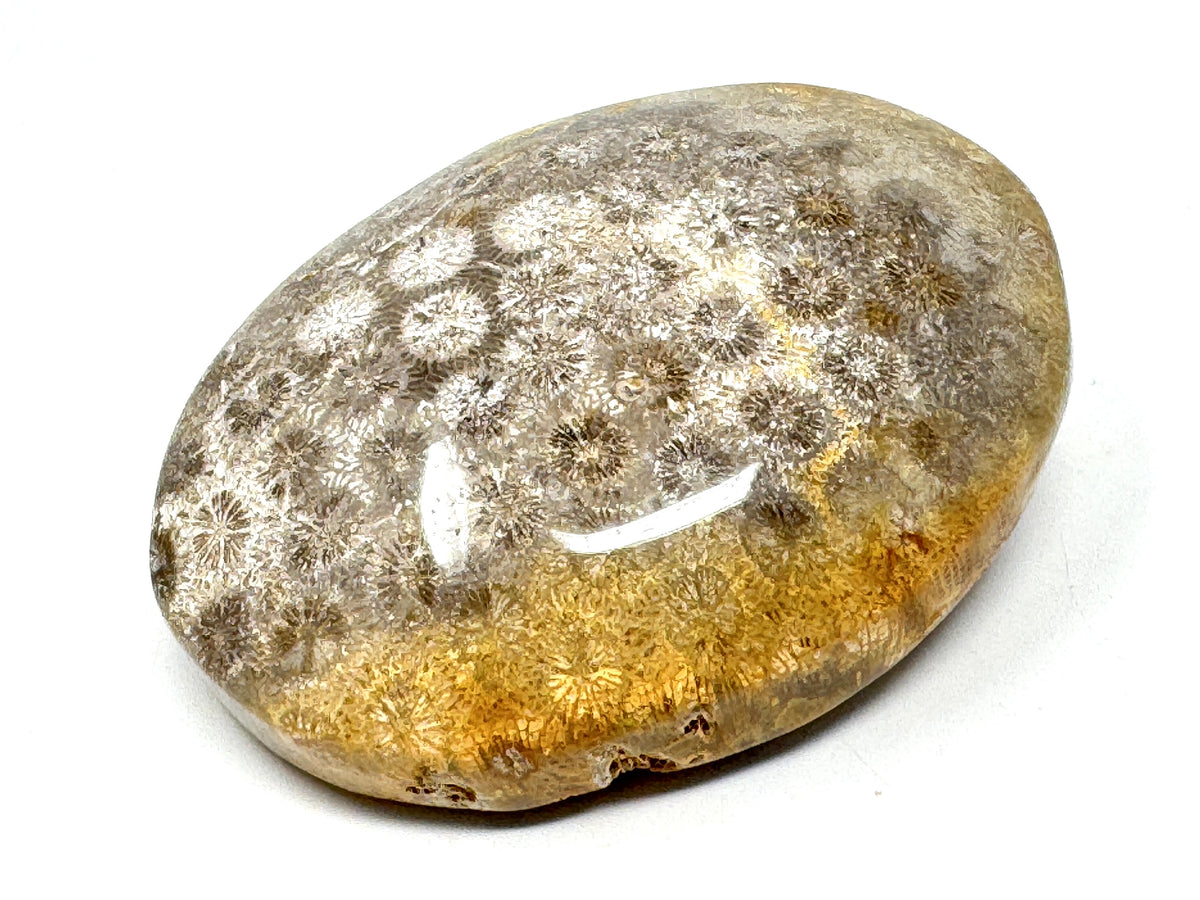 Fossil Coral Pebble 6.5cm