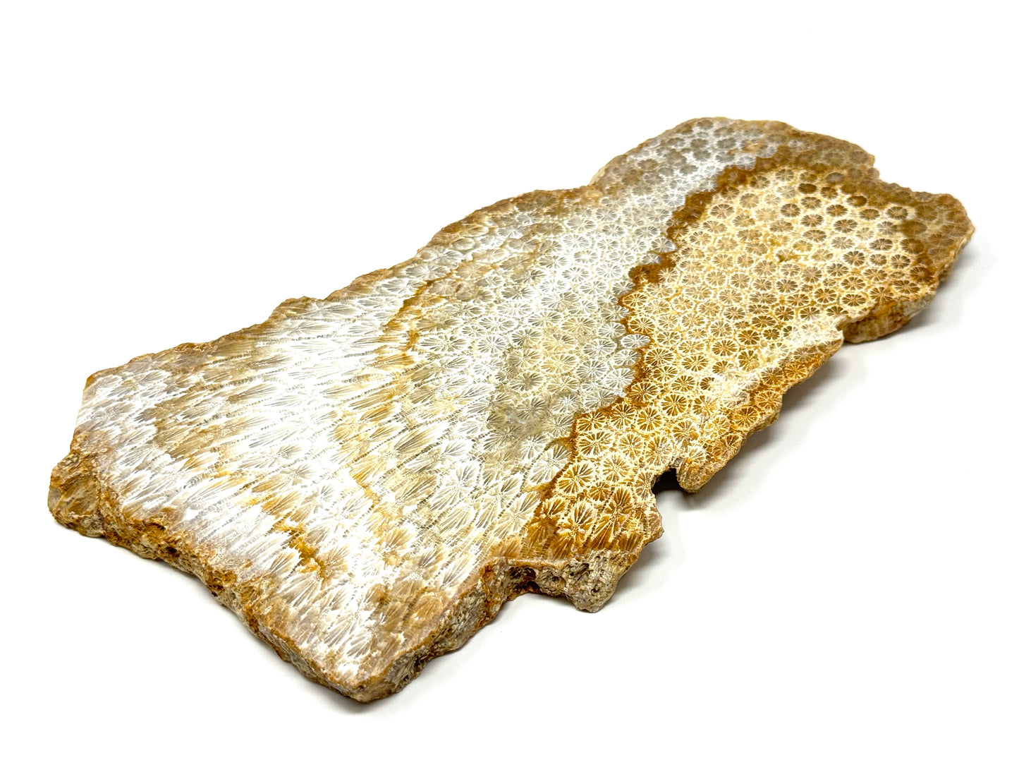 Large Fossil Coral Slice 21cm