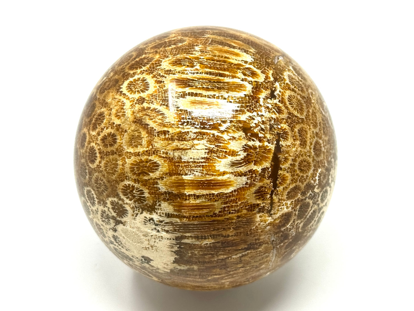 Fossil Coral Sphere 7cm