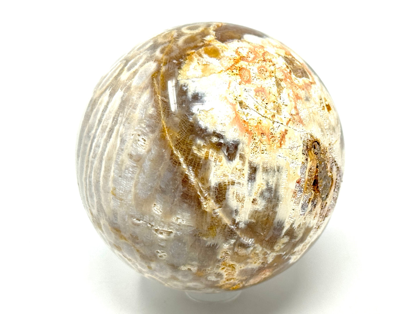 Fossil Coral Sphere 6.9cm