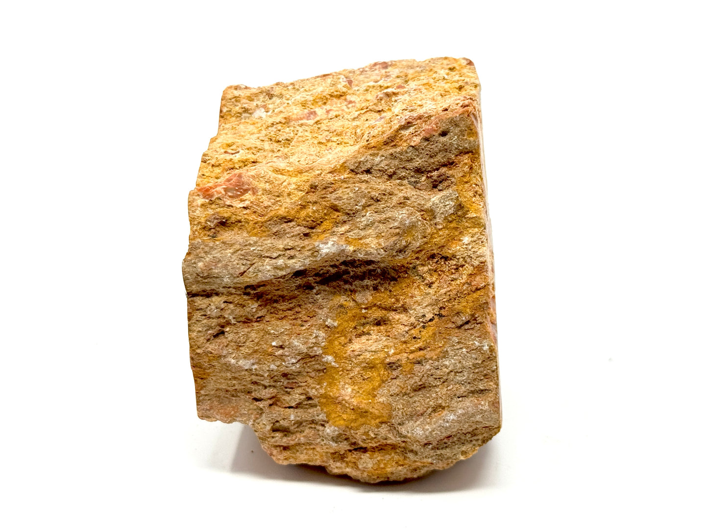 Fossilised Wood Branch End 9.1cm