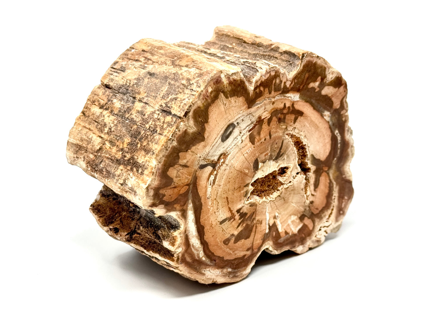 Fossilised Wood Branch End 11cm