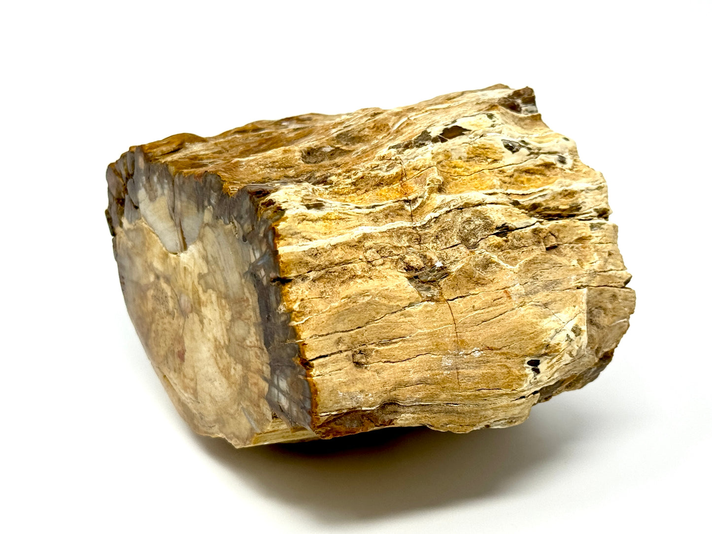 Fossilised Wood Branch End 10.6cm