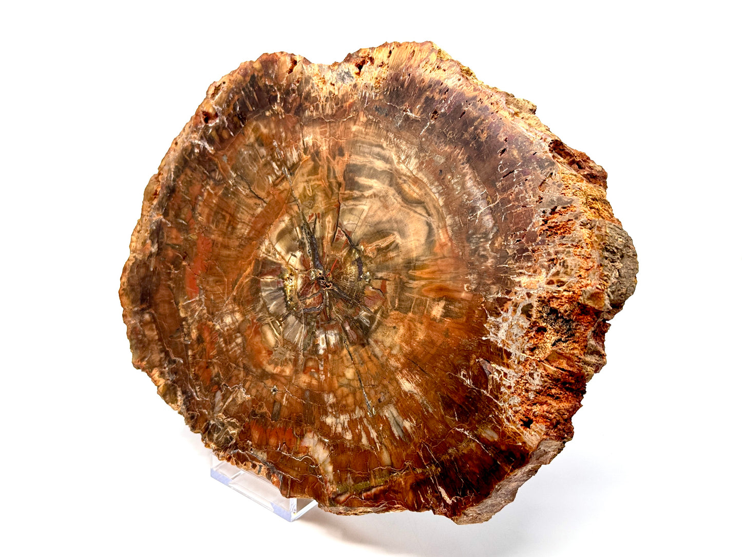 Large Fossil Wood Slice 27cm