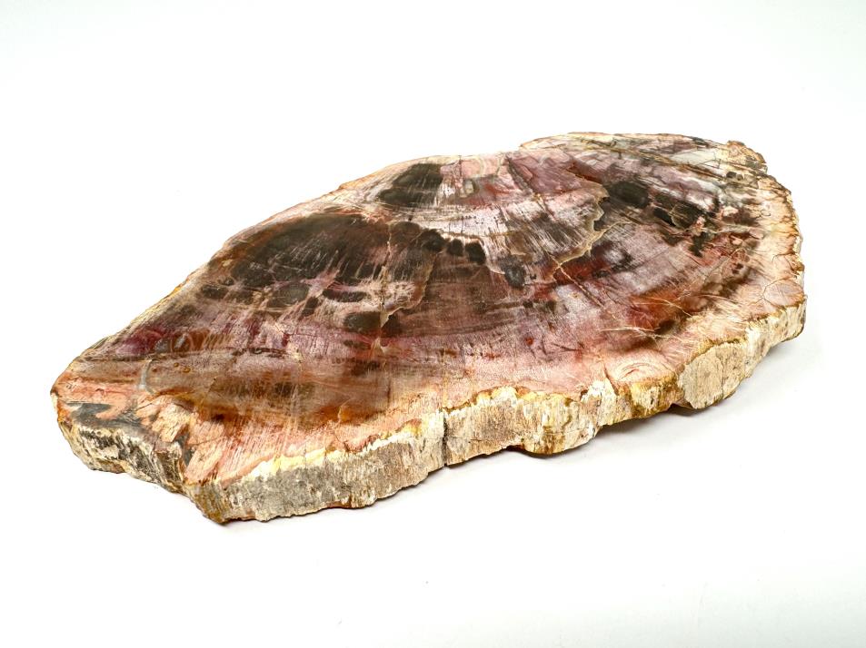 Large Fossil Wood Slice 21cm