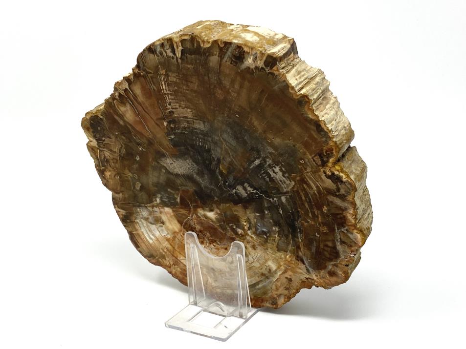 Large Fossilised Wood Branch End 18cm