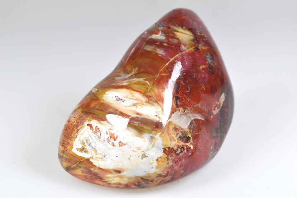 Large Fossil Wood Pebble 8.3cm