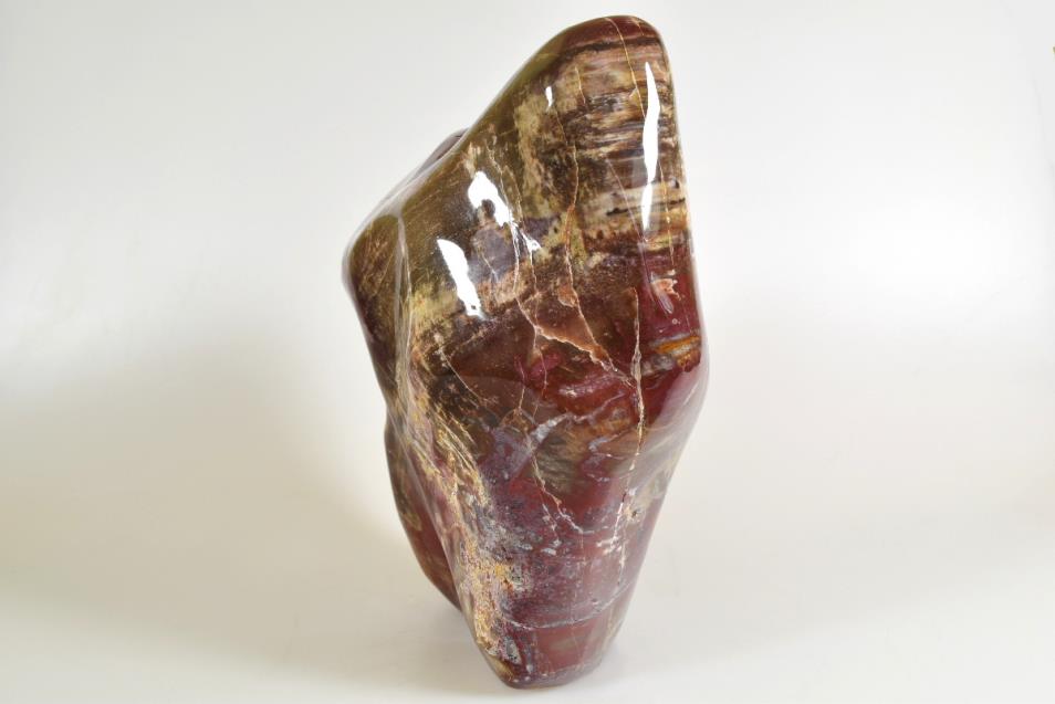 Large Fossilised Wood Freeform 20cm