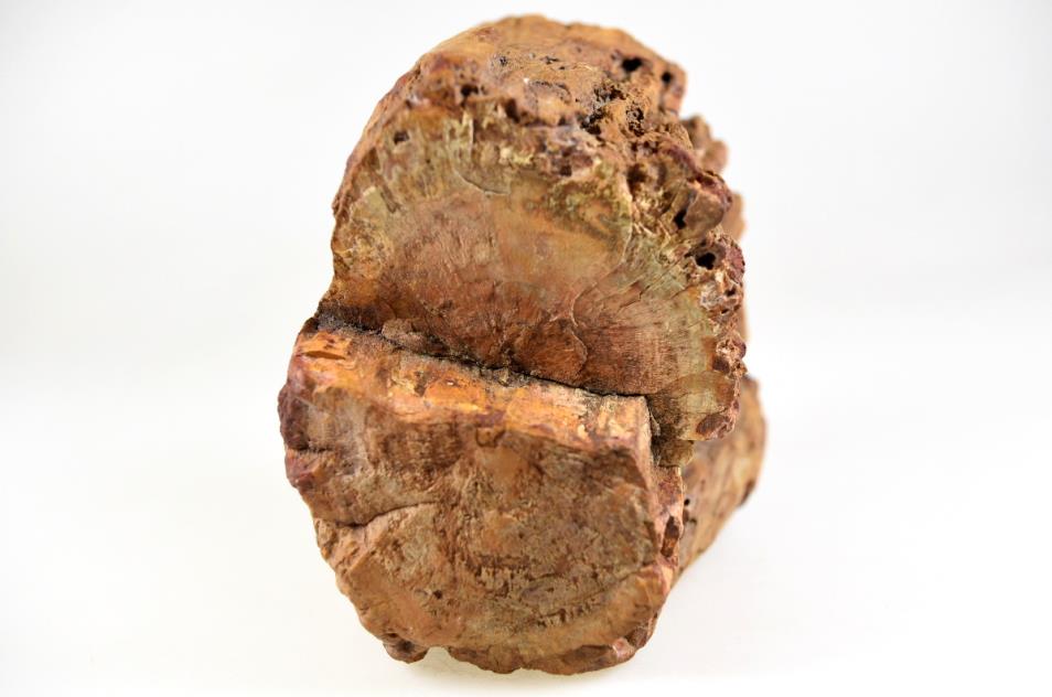 Fossilised Wood Branch End 9.7cm