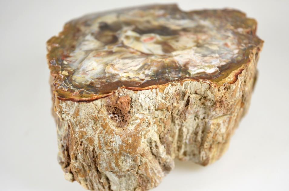 Fossilised Wood Branch End 13.5cm