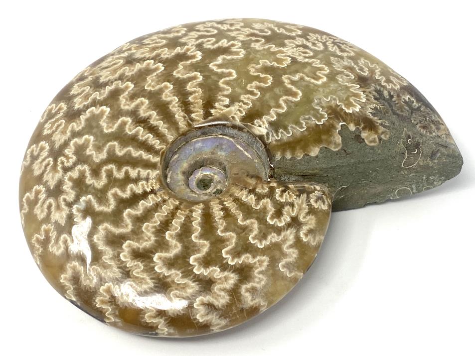 Large Ammonite Cleoniceras Polished 12.1cm