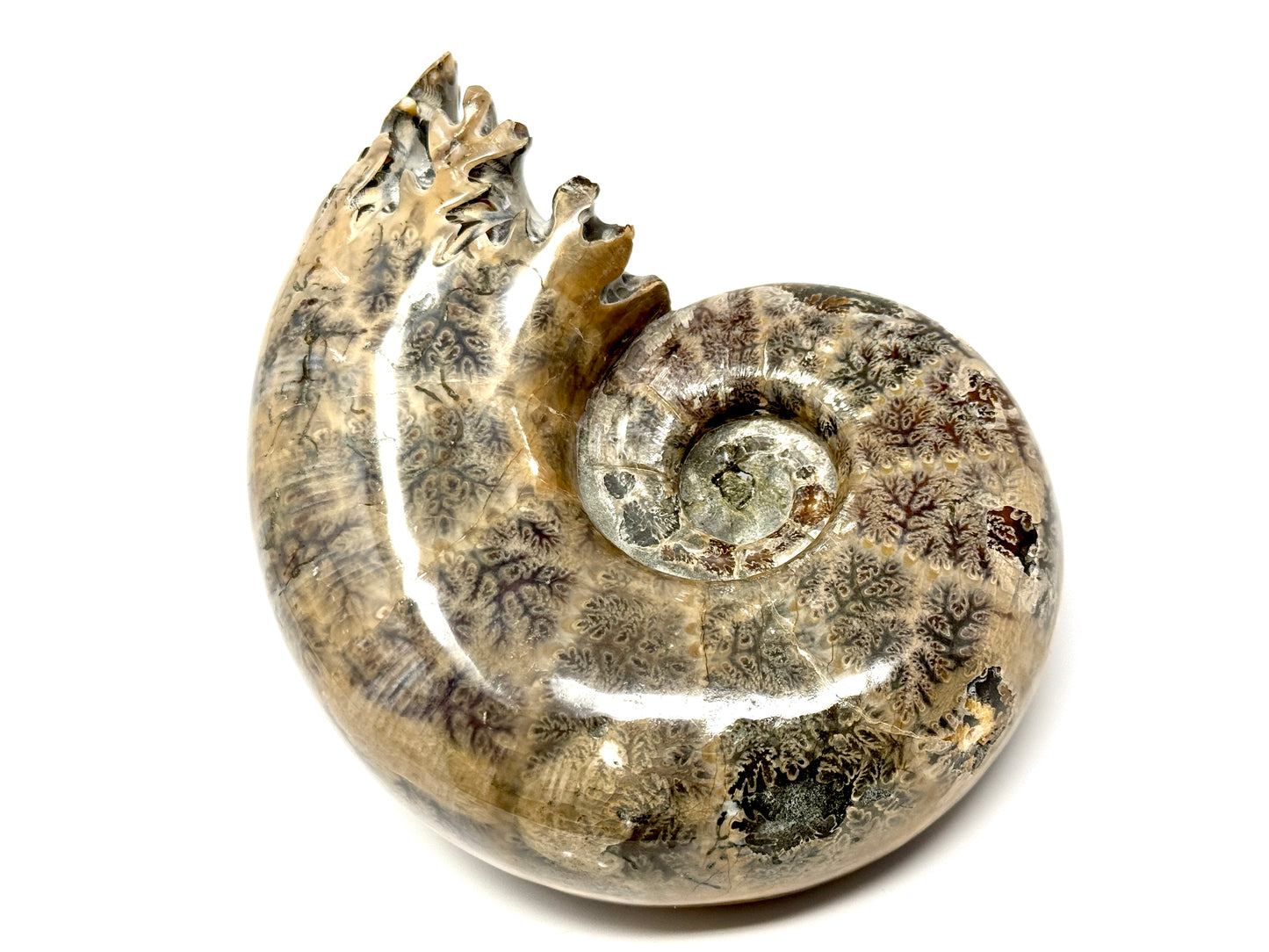 Large Ammonite Lytoceras Polished 13.6cm