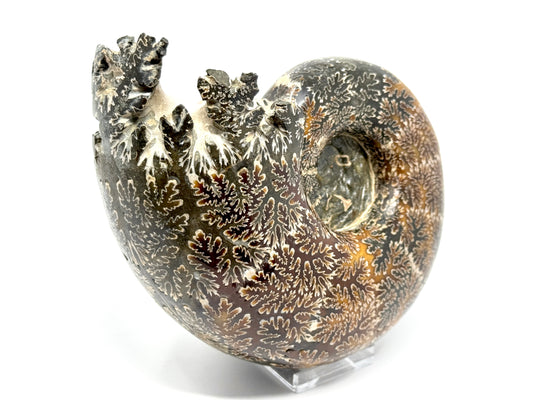 Large Ammonite Lytoceras Polished 15.7cm