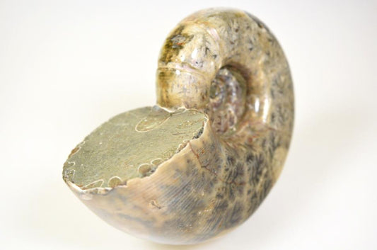 Large Ammonite Lytoceras Polished 11.5cm