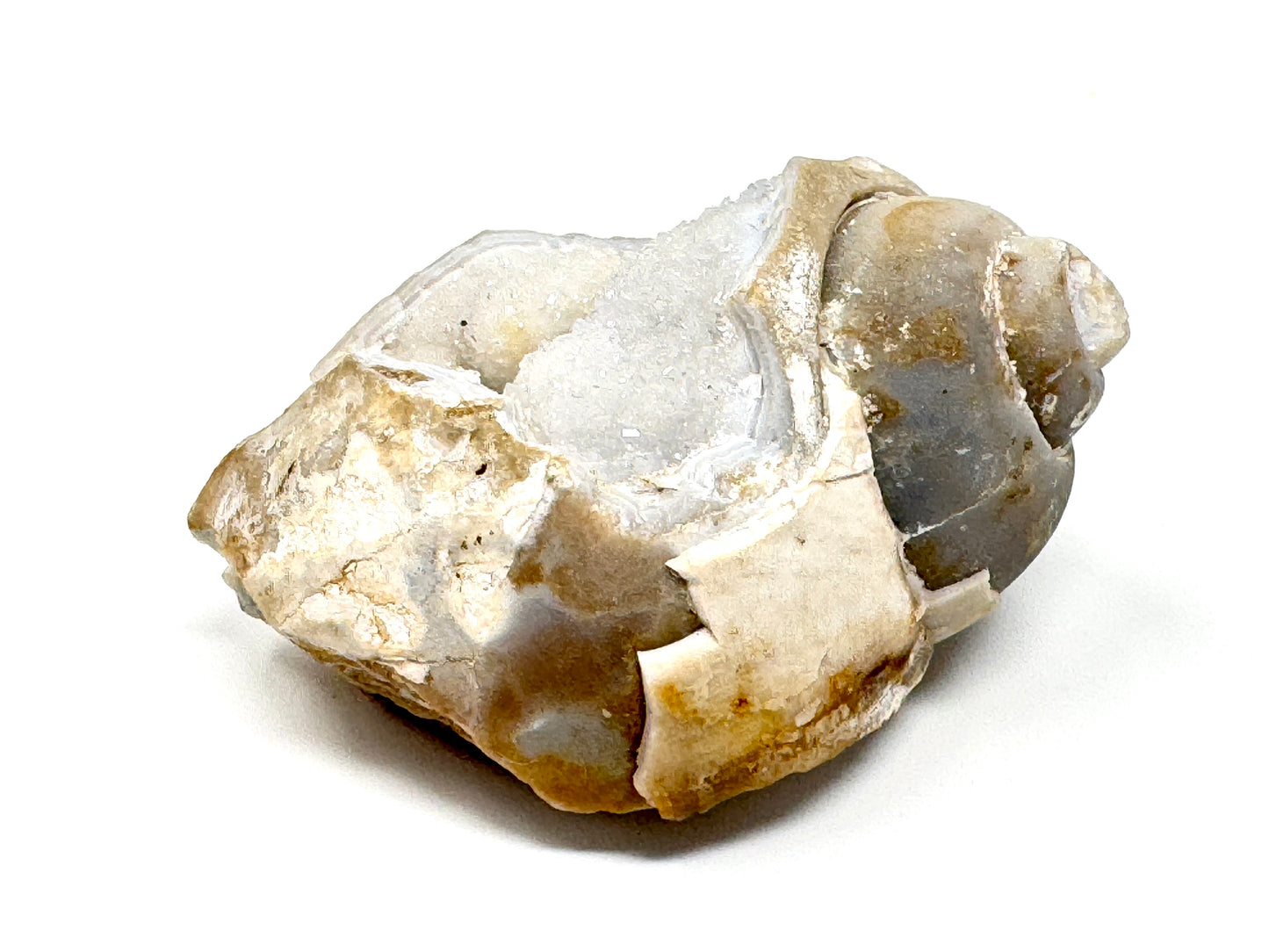 Natural Druzy Agatized Gastropod Fossil 4cm