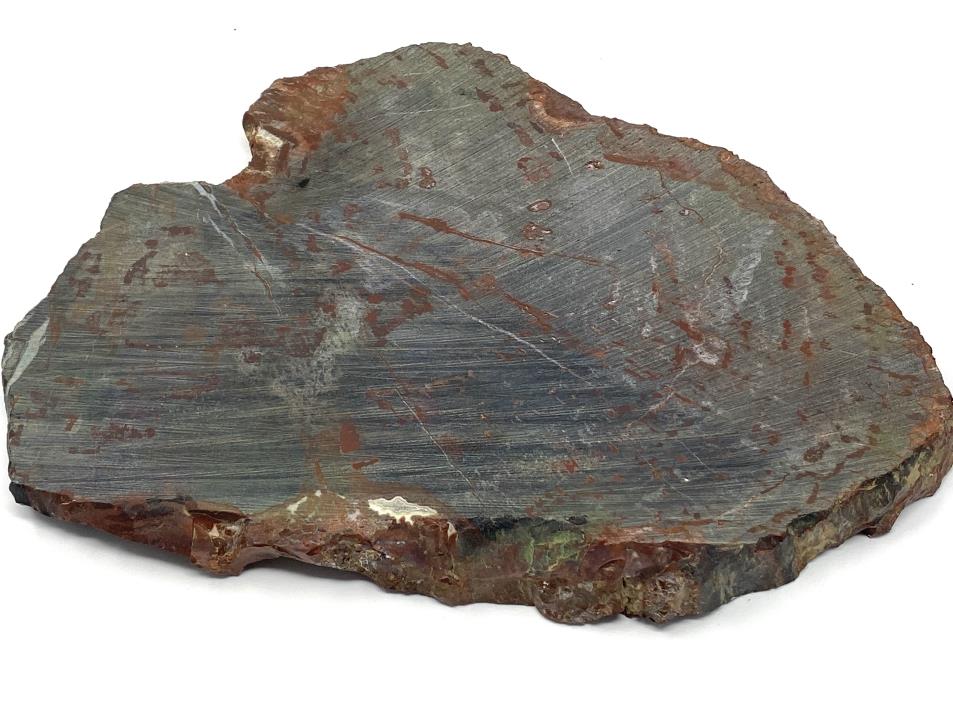 Large Fossilised Wood Slice 27cm