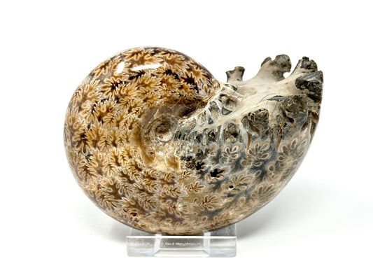 Ammonite Phylloceras Polished 9.8cm