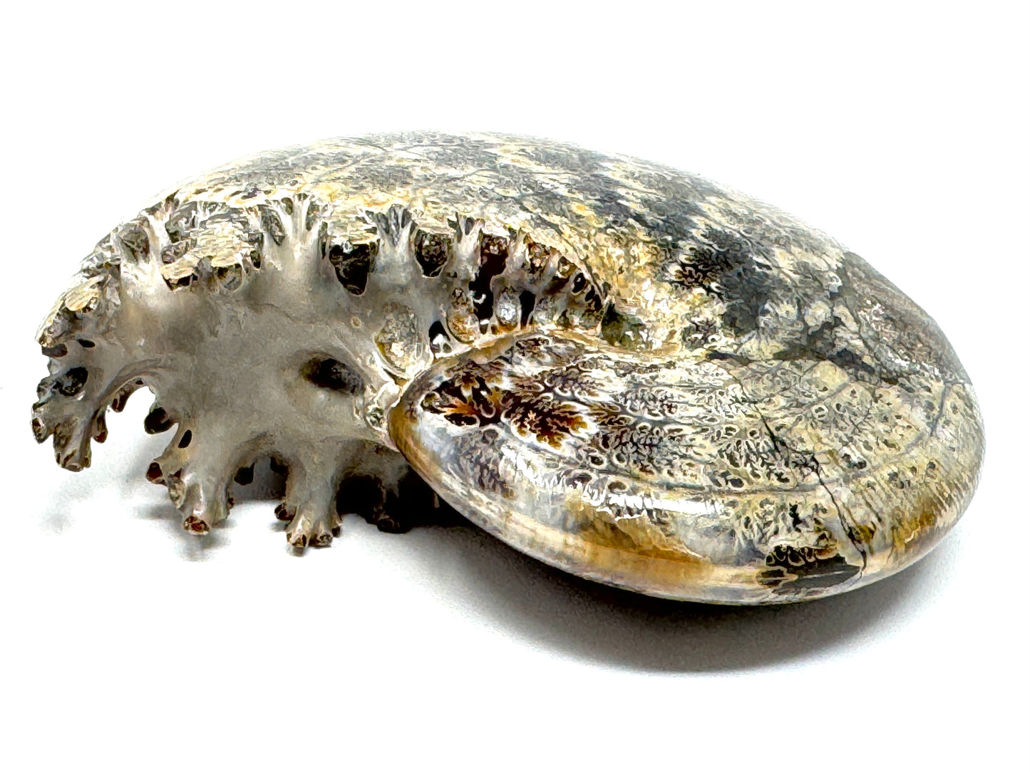 Large Ammonite Phylloceras Polished 10.7cm