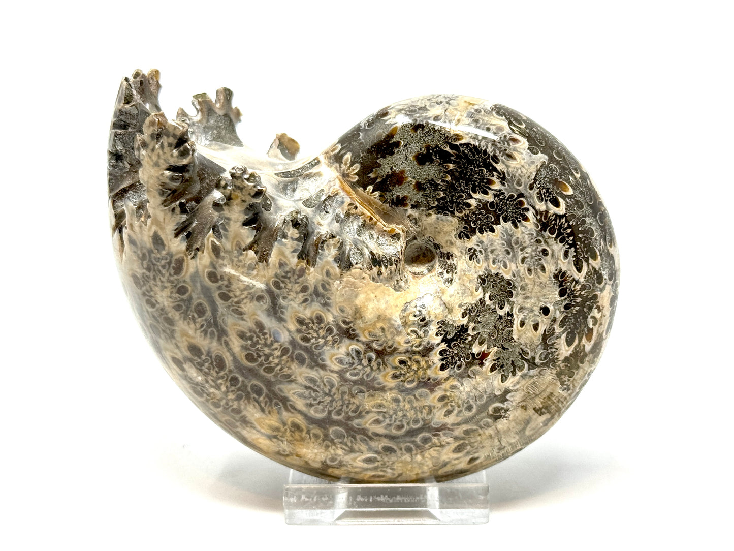 Large ammonite Phylloceras Polished 10.6cm