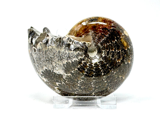 Ammonite Phylloceras Polished 7.2cm