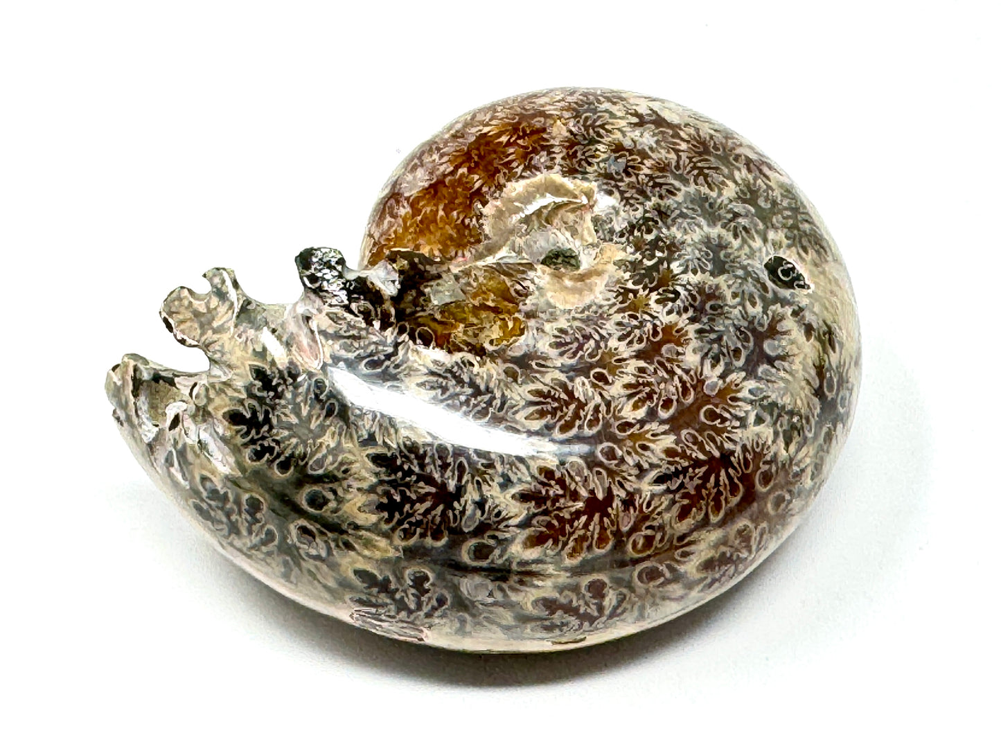 Ammonite Phylloceras Polished 8cm